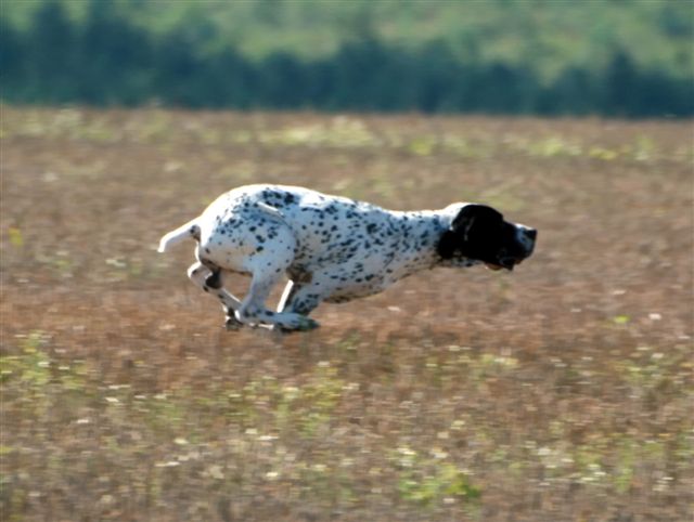 Braque d'Auvergne au galop en pleine quête