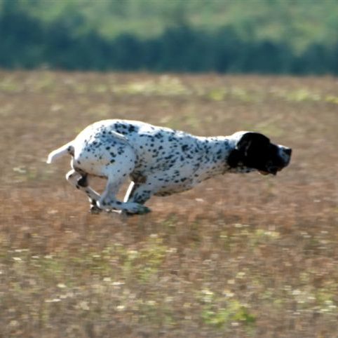 Braque d'Auvergne au galop en pleine quête