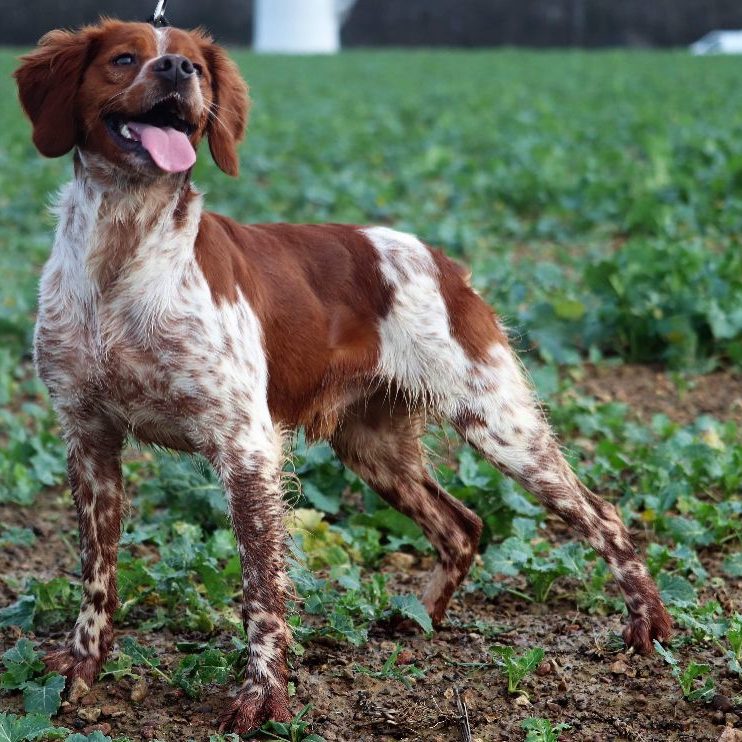 Epaneul breton Oscar des bois de gland