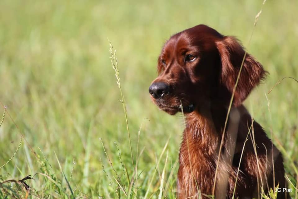 Setter irlandais de la vallee de l'engranne