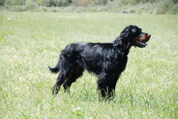 gambler de la campagne gravée