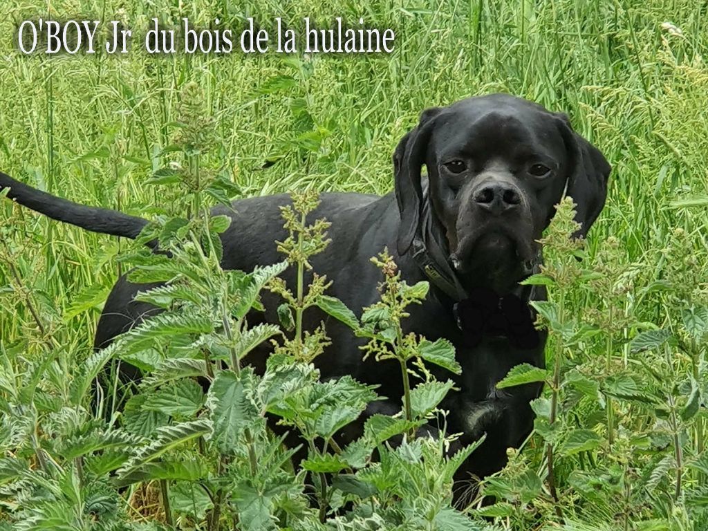 Pointer noir du bois de la humaine