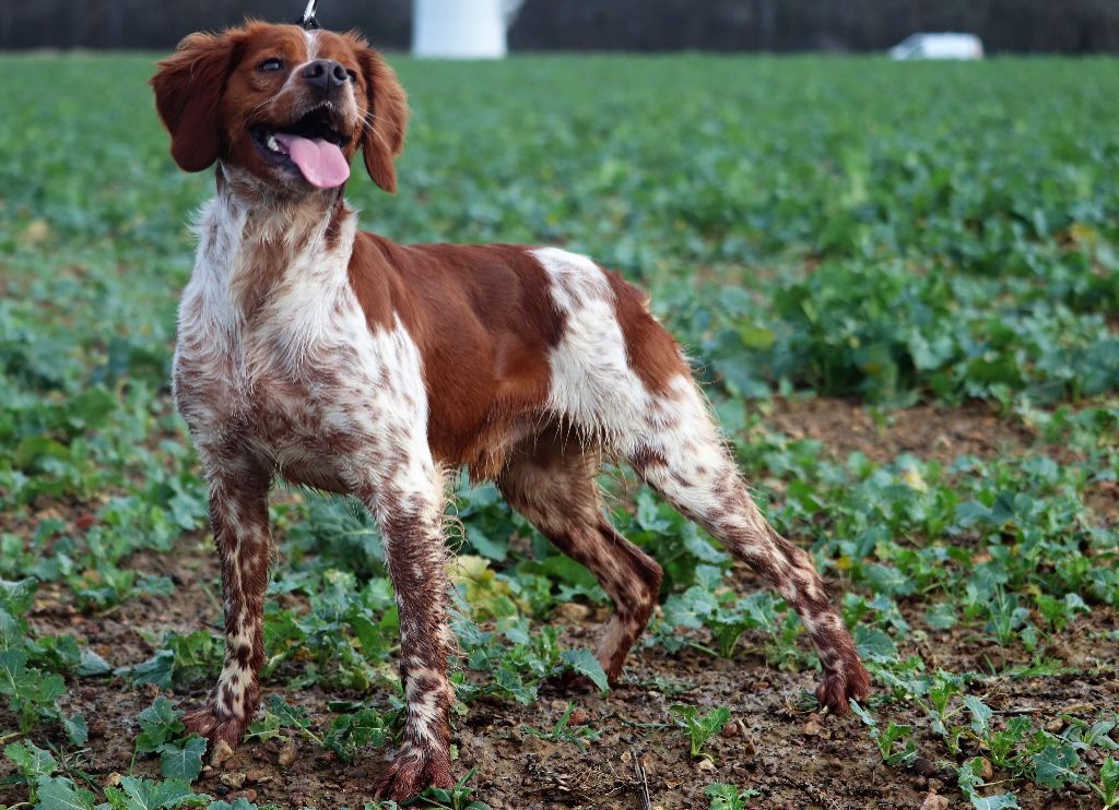 Oscar des bois de gland