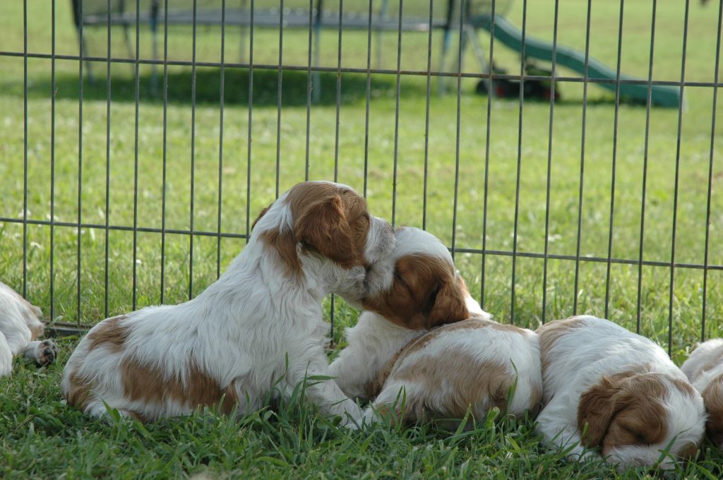 chiots epagneul breton des plaines gersoises